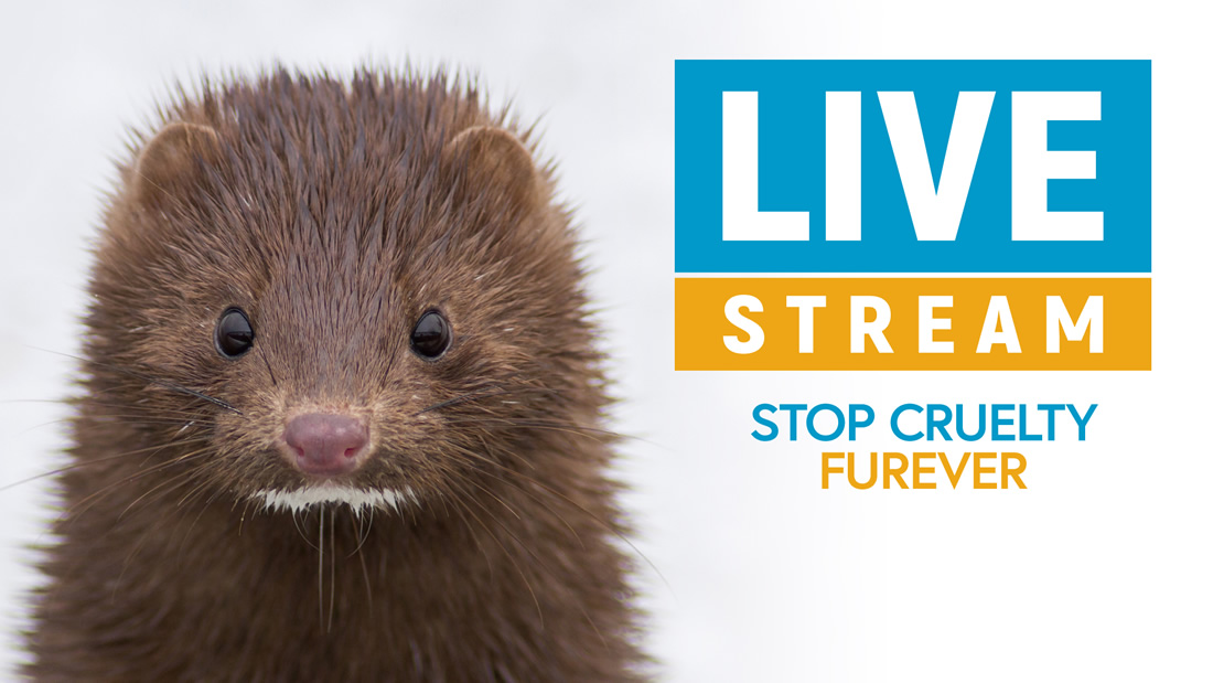 Stop Cruelty Livestream